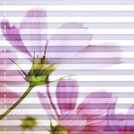 Motiv Cosmea - weiß, Blumen-Design, Rückseite Perlex Motiv Cosmea (Farb-Nr.: 3619)